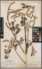 Foto von Salix cinerea L.